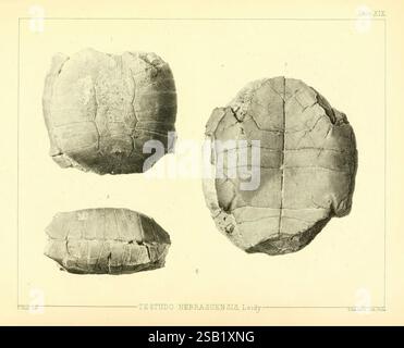 L'antica fauna del Nebraska: Washington, 1853. Nebraska, paleontologia, Stylommys nebrascensis, fossile di mammiferi, genere Chelonia, Testudo nebrascensis, storie fossili, l'illustrazione mostra tre viste distinte di un guscio di tartaruga, offrendo un esame dettagliato della sua superficie e delle caratteristiche strutturali. Ogni vista evidenzia la trama intricata e i motivi caratteristici dello shell, comprese le linee e le creste visibili che ne definiscono l'anatomia. L'orientamento delle conchiglie varia, fornendo un'idea della curvatura e della forma tipiche dell'involucro protettivo di questo rettile. Questa rappresentazione serve Foto Stock