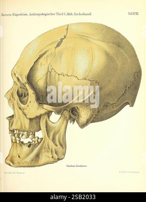 Reise der österreichischen Fregatte Novara, Wien, Kaiserlich-Königlich, 1861-75. Questa illustrazione raffigura una rappresentazione anatomica dettagliata di un cranio umano, che mostra la sua complessa struttura. Il disegno evidenzia varie caratteristiche, tra cui i contorni del cranio, la mascella e i denti posizionati. L'etichetta identifica l'esemplare come appartenente agli isolani Chatham, sottolineandone il significato antropologico. L'opera enfatizza l'interesse scientifico nello studio dell'anatomia umana e la diversità delle forme fisiche tra le diverse popolazioni. Foto Stock