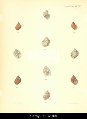 Conchologia iconica, o Illustrations of the Shells of Molluscous Animals London, Reeve, Brothers, 1843-1878. Molluschi, opere pittoriche, conchiglie Foto Stock