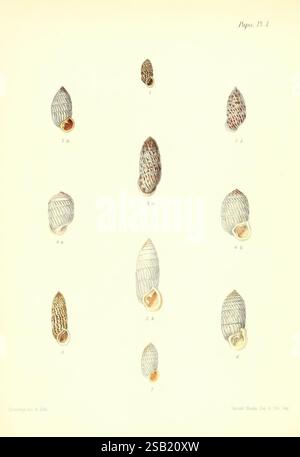 Conchologia iconica, Or Illustrations of the Shells of Molluscous Animals, London, Reeve, Brothers, 1843-1878, molluschi, opere pittoriche, conchiglie Foto Stock