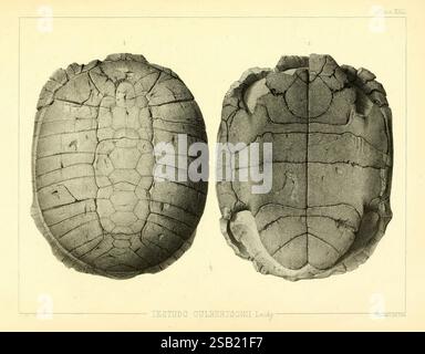 L'antica fauna del Nebraska: Washington, 1853. Nebraska, paleontologia, mammiferi, fossili, Chelonia, genere, Testudo culbertsonii, questa illustrazione presenta la vista dorsale e ventrale del guscio di una tartaruga, mostrando i motivi e la struttura distintivi del carapace e del plastrone. La sezione superiore evidenzia la disposizione dello scavo sul carapace, sottolineandone le caratteristiche protettive, mentre la sezione inferiore rivela la consistenza più liscia del plastrone. I dettagli intricati nel design della conchiglia riflettono gli adattamenti evolutivi delle tartarughe, contribuendo alla loro sopravvivenza in diversi ambienti Foto Stock