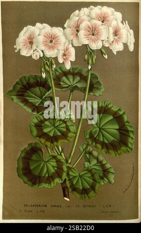 Flore des serres et des jardins de l'Europe, A Gand, chez Louis van Houtte, éditeur, 1845-1880, Geranium, Una rappresentazione splendidamente illustrata del Pelargonium zonale, comunemente noto come geranio zonale. L'opera d'arte presenta un gruppo di delicati fiori con petali rosa tenui che passano al bianco al centro, accompagnati da foglie lussureggianti, verdi e arrotondate con bordi testurizzati. Gli steli sono sottili ma di supporto, e mostrano la natura aggraziata di questa popolare pianta ornamentale. Lo sfondo fornisce un tono neutro e silenzioso che migliora la vivacità dei fiori e la ricchezza del fo Foto Stock