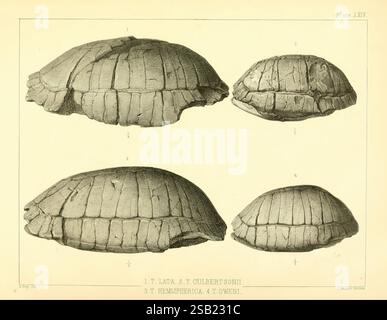 L'antica fauna del Nebraska, Washington, 1853, Nebraska, tartarughe, paleontologia, mammiferi, fossili, Chelonia, genere, Testudo culbertsonii, Testudo lata, Testudo hemispherica, Testudo oweni, l'illustrazione mostra quattro viste distinte di un guscio di tartaruga, fornendo uno sguardo dettagliato alla sua struttura. Ogni prospettiva evidenzia la trama e i motivi unici del guscio, enfatizzando le creste e le cuciture che ne definiscono la forma. Il design complesso riflette le complessità biologiche della specie, offrendo una visione dell'anatomia protettiva che caratterizza le tartarughe. Le sezioni etichettate indicano Foto Stock
