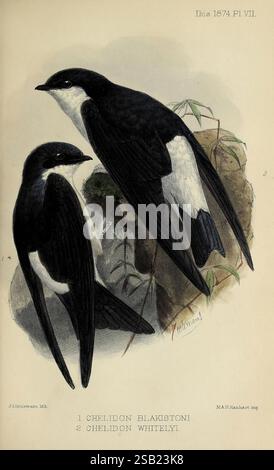 Ibis London ha pubblicato periodici di ornitologia dell'Unione accademica degli ornitologi britannici, l'immagine presenta due specie di rondine, che mostrano le loro forme eleganti e il caratteristico piumaggio. La prima rondine, etichettata "Chelidon blakistoni", è appollaiata con fiducia, mostrando eleganti piume nere contrastanti con accenti bianchi, in particolare sulla gola e sulla parte inferiore. Accanto ad essa, la seconda rondine, identificata come "Chelidon whitleyi", presenta caratteristiche simili ma con lievi variazioni nelle marcature. Entrambi gli uccelli sono collocati in uno sfondo naturalistico, suggerendo un habitat che Foto Stock