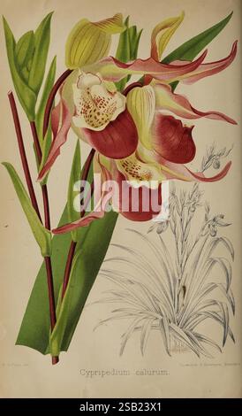 Il fioraio e pomologo, e giardiniere suburbano. Londra, 1880, giardinaggio floreale, cultura della frutta, giardinaggio, gran Bretagna, periodici Foto Stock