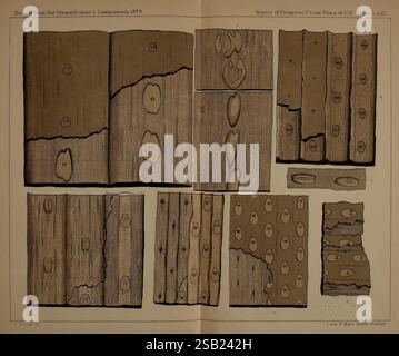 Descrizione della flora carbonifera della formazione carbonifera in Pennsylvania e in tutti gli Stati Uniti Harrisburg Board of Commissioners for the Second Geological Survey 1879-84 Plants Pennsylvania Botany Fossils Carboniferous paleobotany Fossil stories Foto Stock