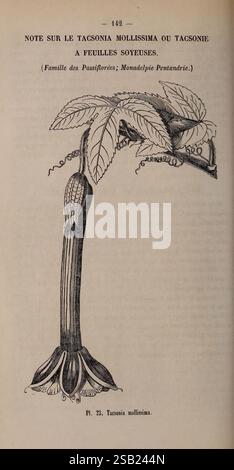 Belgique Horticole. Liége, botanica, orticoltura, periodici, piante Foto Stock