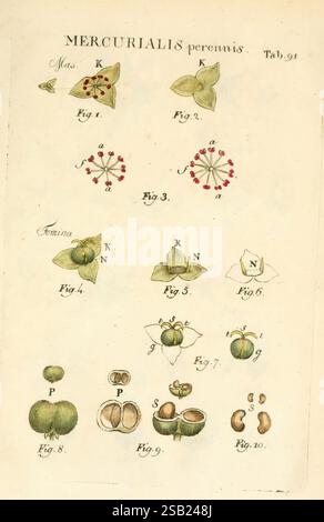 Illustratio systematis sexualis Linnaeani Francofurti ad Moenum Varrentrapp et Wenner 1789 classificazione delle piante Linné The New York Botanical Garden opere pittoriche Carl von Mercurialis perennis, questa illustrazione presenta uno studio botanico dettagliato della pianta Mercurialis perennis, comunemente nota come mercurio del cane. Il layout include figure etichettate che raffigurano vari aspetti dell'anatomia della pianta. La sezione superiore mostra le strutture delle lamelle e le composizioni floreali, con diagrammi etichettati che identificano le parti chiave come i componenti maschio (Mas) e femmina (Amina). Ogni figura evidenzia un fea specifico Foto Stock