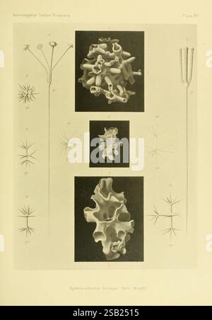 Un resoconto della Triaxonia indiana raccolto dal Royal Indian Marine Survey Ship Investigator Calcutta, stampato per ordine dei fiduciari del Museo indiano, 1902 Indian Ocean Sponges Catalogs Indian Museum Hexactinellida Investigator Marine Survey Ship Aphrocallistes bocagei, questa composizione presenta una collezione di illustrazioni scientifiche che mostrano varie strutture microscopiche. Nella parte superiore, sono disposte diverse forme delicate a forma di stella, ognuna con caratteristiche e texture distinte, suggerendo il loro significato biologico. La sezione centrale presenta una descrizione dettagliata di un complesso Foto Stock