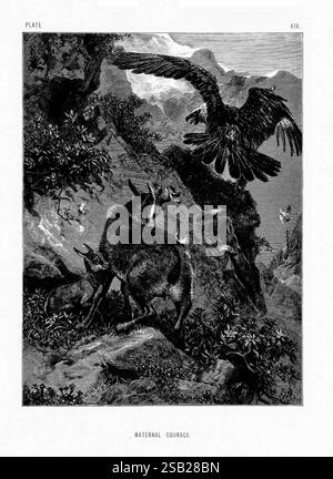 La vita e le abitudini degli animali selvatici, Londra, A. Macmillan, 1874, uccelli, comportamento animale, la scena raffigura un momento drammatico in natura, mostrando una madre protettiva cervo e i suoi fawn su un terreno roccioso. In primo piano, il cervo mostra un forte senso di attenzione, di fronte a un'aquila formidabile che sorvola sopra di loro. L'aquila, con le sue ali allungate, simboleggia una potenziale minaccia, mentre il paesaggio impegnativo di scogliere e fogliame aggiunge tensione al momento. Gli elementi circostanti, tra cui piccoli uccelli in volo, arricchiscono l'atmosfera dinamica, sottolineando il tema del tappeto Foto Stock