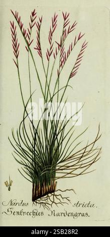 Plantarum indigenarum et exoticarum icones ad vivum coloratae oder Sammlung nach der Natur gemalter Abbildungen inn- und ausländlischer Pflanzen für Liebhaber und Beflissene der Botanik piante di botanica veloce opere pittoriche Nardus stricta, l'illustrazione raffigura una pianta erbosa caratterizzata da steli sottili e delicate punte di fiori allungate che emergono in aggraziati. La pianta presenta un sistema di radici prominente, che mostra i toni terrosi della base, mentre le vivaci lame verdi dell'erba salgono verso l'alto. Vicino all'angolo in basso a sinistra, un piccolo insetto è sottilmente integrato nella com Foto Stock
