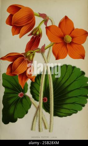 Belgique, horticole, Liége, botanica, orticoltura, periodici, piante, Una vivace mostra di Begonia Veitchii, che mostra i suoi impressionanti fiori d'arancio. I fiori presentano delicati petali che si curano elegantemente, evidenziandone le texture complesse. Sotto i fiori, foglie verdi lussureggianti con venature prominenti creano un contrasto sorprendente, accentuando la bellezza generale della pianta. La composizione enfatizza sia gli intricati dettagli della struttura floreale che i ricchi colori, celebrando l'eleganza del design della natura. Foto Stock