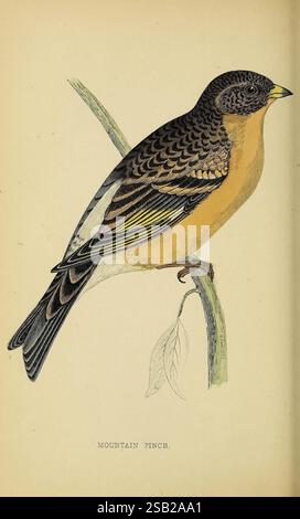 Una storia di uccelli britannici, 1863-1866?, uccelli, Gran Bretagna, uccello, Un finch di montagna splendidamente illustrato arroccato graziosamente su un ramo sottile. L'uccello presenta un'impressionante miscela di colori, con un ricco ventre giallo che contrasta con il suo piumaggio scuro e intricati sulla schiena e sulle ali. La sua testa è decorata con una corona nera pronunciata e un aspetto a motivi geometrici, mentre una sottile nota di verde può essere vista sui bordi delle sue piume. I delicati dettagli del ramo e una singola foglia si aggiungono alla composizione, sottolineando l'habitat naturale dei finch. Sotto, l'etichetta dice "Mounta Foto Stock