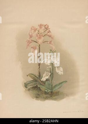 Reichenbachia, St. Albans, Inghilterra, s.n, 1895, cromolitografie, litografie, orchidee, opere pittoriche. Una composizione delicata caratterizzata da una bella disposizione di orchidee, che presenta due diverse varietà. Sulla sinistra, un gruppo di fiori rosa si erge con grazia, i loro petali morbidi che mostrano sottili sfumature che conferiscono loro un aspetto delicato e invitante. Accanto a loro, un'elegante orchidea bianca completa la scena, con le sue fioriture incontaminate che aggiungono un senso di purezza e contrasto. Entrambe le orchidee emergono da foglie verdi lussureggianti, che forniscono una base naturale, migliorando la rappresentazione complessiva dell'ammiraglio botanico Foto Stock