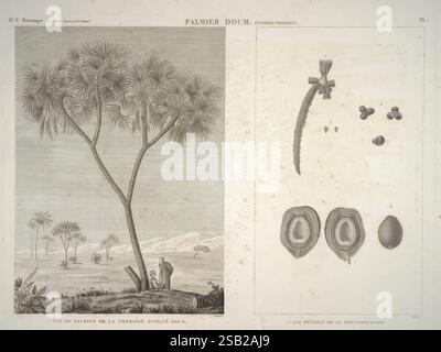 Flore d'Egypte, Parigi, Imprimerie Impériale, 1813, piante, Egitto, Un'illustrazione botanica dettagliata che mostra la palma di Doum, scientificamente conosciuta come *Hyphaene thebaica*. A sinistra, l'albero si erge alto in mezzo a un paesaggio, raffigurando le sue caratteristiche foglie a ventaglio e il tronco testurizzato. A destra sono illustrati vari dettagli anatomici relativi al palmo, tra cui il frutto e i semi. L'immagine fornisce una visione chiara della struttura segmentata del frutto, evidenziandone la forma ovale e le caratteristiche distinte, mentre il testo che lo accompagna riporta il nome e gli attributi locali. Questo compo Foto Stock