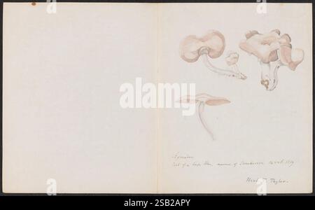 Disegni di funghi, non prima del 1839, funghi, opere pittoriche Foto Stock