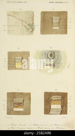 Dictionnaire universel d'histoire naturelle, Parigi, 1847-1849, botanica, dizionari, storia naturale, opere pittoriche, scienza, zoologia Foto Stock