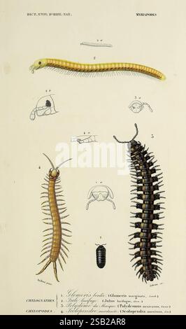 Dictionnaire universel d'histoire naturelle, Parigi, Chez les editeurs M. Renard, Martinet et et cie, rue et Hotel Mignon, 2 (quartier de l'École-de-Médecine), 1847-1849, botanica, dizionari, storia naturale, opere pittoriche, scienza, zoologia Foto Stock