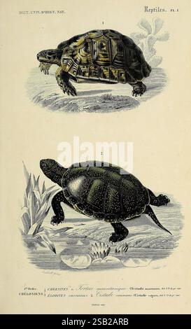 Dictionnaire universel d'histoire naturelle, Parigi, Chez les editeurs M. Renard, Martinet et et cie, rue et Hotel Mignon, 2 (quartier de l'École-de-Médecine), 1847-1849, botanica, dizionari, storia naturale, opere pittoriche, scienza, zoologia, rettili Foto Stock