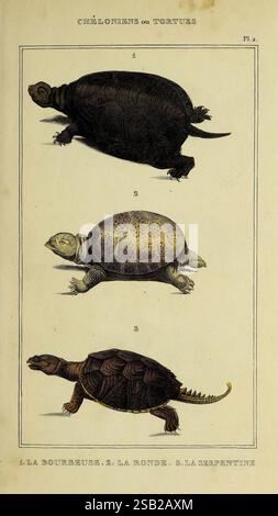 Oeuvres du comte de Lacépède, Parigi, P. Duménil, 1836, storia naturale, opere pittoriche, vertebrati, zoologia, tartarughe, lucertole, rane, pesci, serpenti Foto Stock