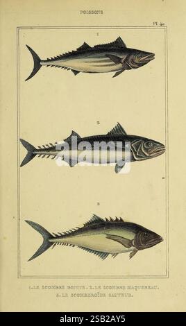 Oeuvres du comte de Lacépède, Parigi, P. Duménil, 1836, storia naturale, opere pittoriche, vertebrati, zoologia, pesci, vita marina Foto Stock