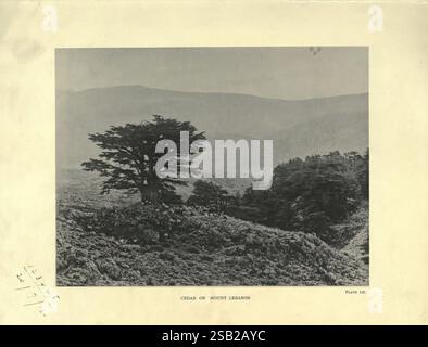 The Trees of Great Britain & Ireland Edinburgh Priv. stampa. 1906-13. Gran Bretagna irlanda alberi, Un solitario albero di cedro si erge in modo prominente in un paesaggio ampio di colline ondulate e fitta vegetazione. I suoi ampi rami si estendono verso l'esterno, creando una silhouette suggestiva sullo sfondo di montagne lontane che sono ben visibili. Le texture del fogliame che circonda l'albero contrastano con i contorni lisci delle colline, aggiungendo profondità alla scena. L'atmosfera generale evoca un senso di tranquillità e un legame con la natura, invitante contemplazione della bellezza naturale e Foto Stock