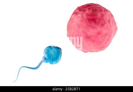 Ovociti, ovuli con spermatozoi, rendering 3D isolato su sfondo bianco Foto Stock
