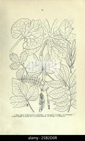 Principale, velenoso, piante, del, Canada, Ottawa, Dipartimento, di, Agricoltura, Dominion, Experimental, Farms, 1920, Canada, botanica, velenoso, piante, l'illustrazione presenta una collezione di varie specie vegetali, ciascuna contrassegnata con un numero corrispondente che ne indica l'identificazione. Le piante sono dettagliatamente dettagliate per mostrare le loro forme e strutture uniche. Le specie raffigurate comprendono: 1. Maggio Apple 2. Radice di sangue 3. Calaminta 4. Leonard ha 5 anni. Lupine 6. Sun-Spurge 7. Cypripedium 8. Poison Ivy 9. Whorled 10. Meadowrue 11. Elementi botanici aggiuntivi. Ogni pianta viene resa con cura, presentata Foto Stock