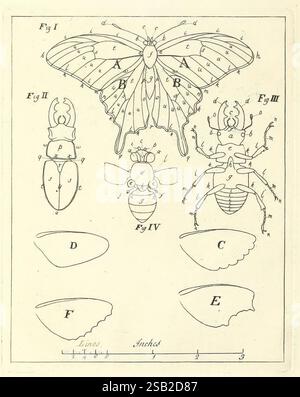 Un'esposizione di insetti inglesi, Londra, stampata per l'autore e venduta dai signori Robson and Co. E Dilly, 1776, Gran Bretagna, insetti, insetti, insetti, l'illustrazione presenta un diagramma scientifico dettagliato che raffigura vari tipi di insetti. È organizzata in diverse sezioni etichettate con lettere. - **Figura i** mostra una falena prominente con le sue ali illustrate in posizione aperta, evidenziando i suoi intricati schemi e strutture. - **La Figura II** mostra uno scarabeo, concentrandosi sul suo esoscheletro robusto e sulle caratteristiche anatomiche distintive. - **La Figura III** presenta un altro coleottero, Foto Stock