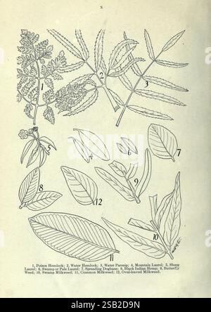Principale, velenoso, piante, del, Canada, Ottawa, Dipartimento, di, Agricoltura, Dominion, Experimental, Farms, 1920, Canada, botanica, velenoso, piante, Un'illustrazione botanica con varie specie di piante, accompagnata da etichette numerate per l'identificazione. La collezione include Poison Hemlock, Water Hemlock, Water Plantain, Mountain Laurel, Sheep Laurel, e diversi tipi di Milkweed. Ogni impianto è raffigurato con lavori di linea dettagliati, che mostrano le foglie e le caratteristiche peculiari. La disposizione mette in evidenza la diversità della flora, con particolare attenzione alle caratteristiche botaniche come la forma delle foglie An Foto Stock