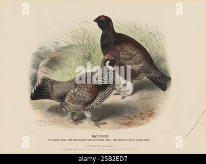 Unser Auer-, Rackel- und Birkwild und Seine Abarten Wien, Verlag von Adolph W. Künast, 1887 Birds, Black Grouse, l'illustrazione mostra due uccelli noti come bastardi, che sono ibridi tra il cespuglio di betulla e il cespuglio di nocciolo, nonché tra il cespuglio di betulla e la ptarmigan scozzese. Sono raffigurati in un ambiente naturale, che mostra il loro piumaggio distintivo. L'uccello a sinistra mostra un corpo marrone scuro con segni più chiari, mentre quello a destra mostra uno schema di colori simile con motivi unici. Lo sfondo include elementi sottili di fogliame e rocce, che migliorano il natu Foto Stock