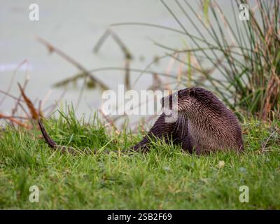 Otter che si trova a Grass Foto Stock
