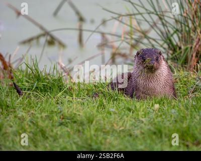 Otter che si trova a Grass Foto Stock