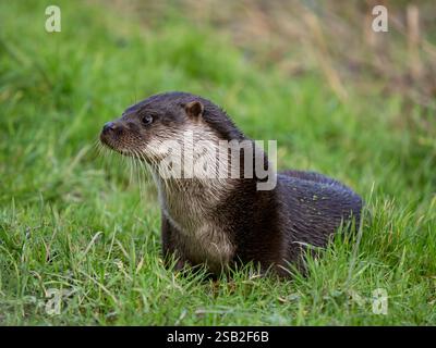 Otter che si trova a Grass Foto Stock
