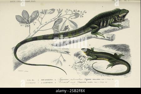 Dictionnaire universel d'histoire naturelle, Parigi, Chez les editeurs M. Renard, Martinet et et cie, rue et Hotel Mignon, 2 (quartier de l'École-de-Médecine), 1847-1849, botanica, dizionari, storia naturale, opere pittoriche, scienza, zoologia, rettili Foto Stock