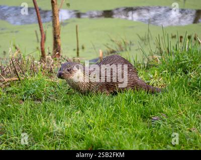 Otter che si trova a Grass Foto Stock