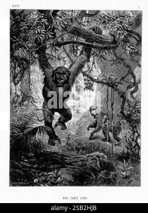 La, la vita, e, le abitudini, di, Wild, Animals, Londra, A, Macmillan, 1874, uccelli, comportamento animale, comportamento, in una fitta giungla, due primati sono raffigurati in movimento giocoso. Il primate più grande oscilla energicamente da un ramo, mostrando gli arti forti e il volto espressivo, mentre un compagno più piccolo segue da vicino sul terreno, apparendo curioso e vigile. Il fogliame circostante è ricco di dettagli, con foglie e viti lussureggianti che creano uno sfondo vibrante. La luce del sole filtra attraverso il baldacchino, proiettando ombre attenuate e mettendo in evidenza la vivace interazione tra i due crea Foto Stock