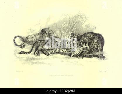 Incisioni di leoni, tigri, pantere, leopardi, cani, &c.. 1853, pittura e illustrazione di animali, animali, opere pittoriche, Panthera pardus, leopardo, gatto grosso, gatto, animale africano, africano, Africa, Panthera, animale asiatico, asiatico, asiatico, Un gruppo di tre leopardi è raffigurato in una posa rilassata, intrecciato mentre riposano insieme in uno sfondo di lussureggiante fogliame. I loro cappotti maculati sono splendidamente resi, mostrando il motivo distintivo che caratterizza questa maestosa specie. Un leopardo si estende sulla schiena, esponendo giocosamente la sua pancia, mentre un altro si appoggia contro di esso, sembrando calmo a Foto Stock