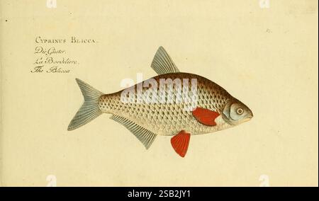 Ichthyologie ou Histoire naturelle des poissons, Berlino, Chez l'auteur, 1796, pesci, Blicca bjoerkna, questa illustrazione presenta una descrizione dettagliata del Cyprinus Blicca, comunemente noto come il ruggito europeo. Il pesce è ritratto in una vista laterale, mostrando il suo corpo affusolato, scale distinte e vivaci pinne rosso-arancio che contrastano con il suo corpo grigio-argento. L'illustrazione include la nomenclatura scientifica etichettata in alto, che identifica la specie. Inoltre, lo sfondo è minimamente strutturato, consentendo al pesce di distinguersi in modo prominente, sottolineandone le caratteristiche come il Foto Stock