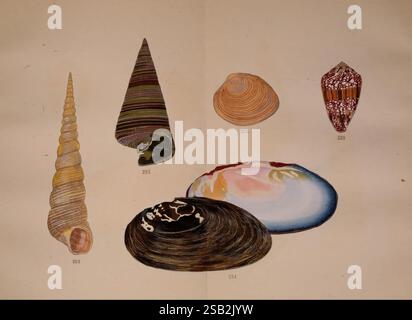 Kaisenshu Kyoto, Yamada Naozoburo, 1914-1915 molluschi giapponesi opere pittoriche conchiglie Yoichiro Hirase Turritella bacillum lumache marine Pyrazus telescopium marcia striata Conus retifer Il display presenta una varietà di forme e colori: Una lunga conchiglia a spirale con strisce alternate, una conchiglia bivalva liscia e arrotondata, un elonga a motivi geometrici Foto Stock
