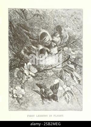 Il nostro mondo vivente New York S. Hess 1885 opere pittoriche di zoologia, Una scena affascinante che raffigura un nido pieno di piccoli e soffici uccelli, coccolati da vicino, mostrando i loro primi momenti di vita e di esplorazione. Nelle vicinanze, un altro uccello è posizionato su un ramo, apparentemente osservando il nido o preparandosi ad unirsi ai suoi compagni. Fiori delicati e rami frondosi circondano il nido, esaltando l'ambiente naturale. Il titolo "PRIME LEZIONI DI VOLO" suggerisce un tema di crescita e gli inizi dell'indipendenza nei giovani uccelli, evocando un senso di tenerezza e la meraviglia dei cicli della natura. Foto Stock