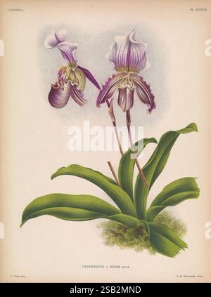Lindenia Gand [Belgio] impr. F. Meyer-van Loo 1885-1906 Guide di classificazione nomenclatura nomenclatura di identificazione nomenclatura popolare Orchidaceae orchidee opere pittoriche terminologia fiori steli foglie, Una splendida rappresentazione dell'orchidea cipripedio x nobile, che mostra le sue eleganti fioriture con delicati petali viola e bianchi. I motivi e le texture intricati del fiore sono evidenziati, circondati da foglie verdi lussureggianti che forniscono un vivace contrasto. La composizione cattura la grazia e la bellezza di questa orchidea ibrida, enfatizzando le sue caratteristiche uniche e il suo fascino naturale. Foto Stock