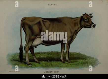 Biggle Cow book Philadelphia W. Atkinson co. 1898 Cow Bos taurus Jersey, Un'illustrazione dettagliata di una mucca Jersey, prominente per il suo caratteristico cappotto marrone chiaro e il comportamento gentile. La mucca si erge maestosamente in un campo erboso, mostrando il suo corpo ben definito e le caratteristiche caratteristiche, tra cui grandi occhi espressivi e un corno leggermente curvo. L'opera d'arte è etichettata come "PIATTO i" ed evidenzia l'importanza della razza nell'allevamento lattiero-caseario, noto per la produzione di latte di alta qualità. Questa rappresentazione cattura l'essenza della razza Jersey, celebrata sia per il suo fascino estetico che agricolo Foto Stock