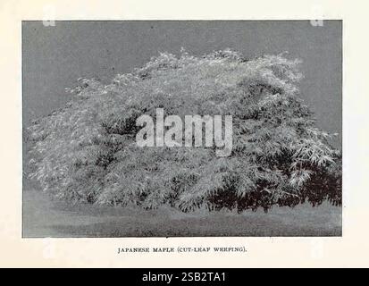 Elenco all'ingrosso dei Nurseries F. & F. Springfield NJ F. & F. Nurseries cataloghi vivai vivai vivai piante orticole ornamentali F. & F. Nurseries Springfield Union County Garden story in fiore acero giapponese che piange, Una vista sorprendente di un albero robusto, il suo fitto fogliame che si estende ampiamente e crea una silhouette prominente su uno sfondo sottile. L'albero mostra una consistenza stratificata, con varie sfumature di foglie che suggeriscono vitalità ed età. L'area circostante appare discreta, evidenziando la maestosa presenza dell'albero. Le sue radici sembrano saldamente piantate, il che significa forza Foto Stock