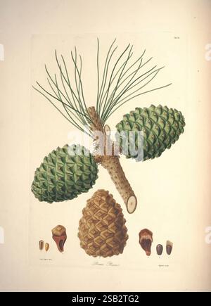 A description of the Genus Pinus, London, J. White, 1803-1824, Pinaceae, Pinus pinea, Un'illustrazione botanica che mostra una vibrante disposizione a cono di pino insieme a una dettagliata rappresentazione del ramo e degli aghi del pino. La composizione presenta tre distinti coni di pino, che mostrano diverse texture e sfumature di verde e marrone, enfatizzando la loro bellezza naturale. Sotto i coni di pino, diversi tipi di semi sono illustrati in varie dimensioni e colori, illustrando la diversità delle specie. I dettagli meticolosamente sottoposti a rendering evidenziano gli intricati pattern e strutture di entrambi i coni AN Foto Stock