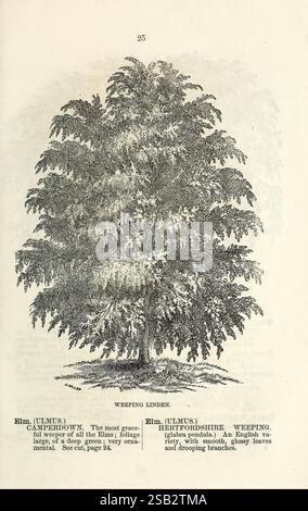 Il catalogo descrittivo di alberi e arbusti ornamentali di Ellwanger & Barry, rose, piante da fiore, ecc. Rochester, N. Y, Ellwanger & Barry, 1868, piante, arbusti, cataloghi, alberi ornamentali, stock vivaistico, Ellwanger Barry, vivaio orticoltura, storie di giardini, in fiore, tiglio piangente, un'illustrazione di un tiglio piangente, etichettato come "Elmo (Ulmus)". L'albero è raffigurato in una vista completa, mostrando i suoi rami affogati con grazia e il lussureggiante fogliame. Le foglie sono lisce e appuntite, contribuendo al fascino ornamentale dell'albero. Il testo di accompagnamento lo descrive come una varietà inglese conosciuta per la sua st Foto Stock