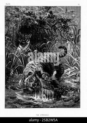 La vita e le abitudini degli animali selvatici, Londra, A. Macmillan, 1874, uccelli, comportamento comportamento animale, Una potente rappresentazione della feroce interazione della natura, che mostra una tigre impegnata in una lotta drammatica con un alligatore in un ambiente lussureggiante e ricoperto di vegetazione. La tigre, con il suo sguardo intenso e il suo fisico muscoloso, è parzialmente sommersa dall'acqua mentre afferra l'alligatore con le sue formidabili mascelle. Sullo sfondo, un'altra tigre osserva la scena, aumentando la tensione del momento. Il fogliame circostante, denso e strutturato, esalta l'atmosfera selvaggia, mettendo in risalto la potenza e l'istinto di sopravvivenza Foto Stock