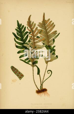 The, Native, Flowers and Ferns of the United States in Their Botanical, Horticultural and Popular aspects, Boston, L. Prang and Co, 1879, Ferns, Stati Uniti, Wildflowers, questa illustrazione presenta una dettagliata rappresentazione botanica del Polypodium incanum, comunemente noto come felce d'argento. La pianta presenta più fronde, caratterizzate dalle loro foglie allungate e piume adornate da piccoli ammassi che rappresentano le spore. Il vivace fogliame verde contrasta con le complesse texture, mostrando la bellezza naturale della felce. Un segmento separato sul lato visualizza un primo piano di Foto Stock