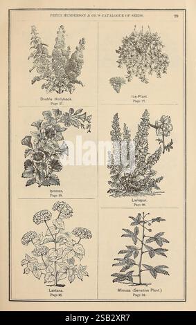 Catalogo semi di Peter Henderson & Co, New York, Peter Henderson & Co, 1875, fiori, giardinaggio, semi, cataloghi, attrezzature e forniture, cataloghi commerciali, industria e commercio di sementi, Peter Henderson Co, storie di giardini, in fiore, Una pagina di catalogo vintage che mostra varie illustrazioni botaniche di piante. La sezione superiore presenta due piante: A sinistra, la Double Hollyhock, caratterizzata dai suoi fiori stratificati e voluminosi; a destra, la Ice Plant, nota per le sue foglie succulente e i fiori vivaci. Di seguito, sono esposte altre tre piante: Ipomea, riconosciuta per le sue vigne ornamentali e tromba Foto Stock