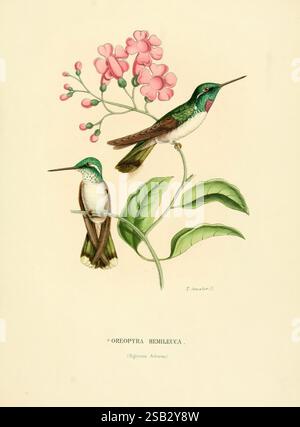 Histoire naturelle des oiseaux-mouches, ou, Colibris constituant la famille des Trochilidés, Lione, Au Bureau de la Société linnéenne, 1874-1877, Sud America, uccelli, colibrì, opere pittoriche, questa illustrazione presenta due colibrì vividamente raffigurati arroccati in mezzo a una flora delicata. Il primo colibrì, sulla sinistra, è mostrato da una vista frontale, mostrando le sue iridescenti piume verdi e le distintive parti inferiori bianche. Il secondo uccello, posizionato a destra, è di profilo, evidenziando il becco allungato e il piumaggio colorato. Intorno a loro si trovano foglie delicatamente renderizzate e fiorite Foto Stock